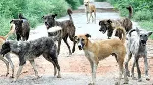 Bareilly: आवारा कुत्तों का आतंक, सुभाषनगर में बच्चे पर हमला Bareilly: आवारा कुत्तों का आतंक, सुभाषनगर में बच्चे पर हमला
