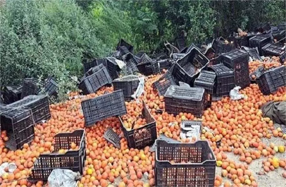 Punjab : हाईवे पर टमाटर से भरा ट्रक पलटा, लाखों रुपये का नुकसान Punjab : हाईवे पर टमाटर से भरा ट्रक पलटा, लाखों रुपये का नुकसान