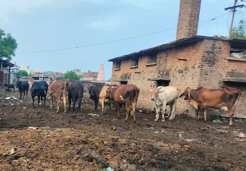 चार साल बाद भी अंबाला सदर से डेयरियों को स्थानांतरित करने की परियोजना अधर में लटकी चार साल बाद भी अंबाला सदर से डेयरियों को स्थानांतरित करने की परियोजना अधर में लटकी