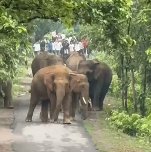 हाथियों ने आवाजाही ठप किया, घंटों तक रास्ता जाम रहा हाथियों ने आवाजाही ठप किया, घंटों तक रास्ता जाम रहा