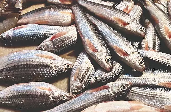 यदि चावल ख़त्म हो गया तो काले जीरे के शोरबे का क्या होगा? यदि चावल ख़त्म हो गया तो काले जीरे के शोरबे का क्या होगा?