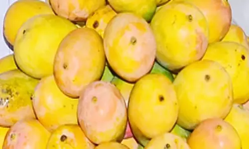 Mango crisis : क्या है समस्या, कर्नाटक के किसान स्थिर पारिस्थितिकी तंत्र की जरूरत बता रहे Mango crisis : क्या है समस्या, कर्नाटक के किसान स्थिर पारिस्थितिकी तंत्र की जरूरत बता रहे