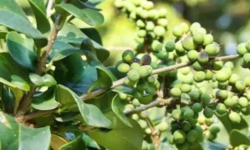 आयुर्वेद की अमूल्य विरासत गुग्गुल, कई रोगों से लड़ने में मददगार