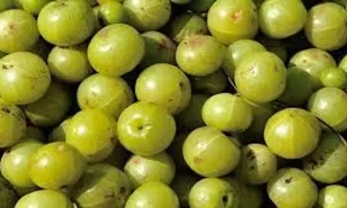 Health: एक दिन में कितने आंवले खाएं, कई स्वास्थ्य संबंधी समस्याओं से मिल सकता है छुटकारा