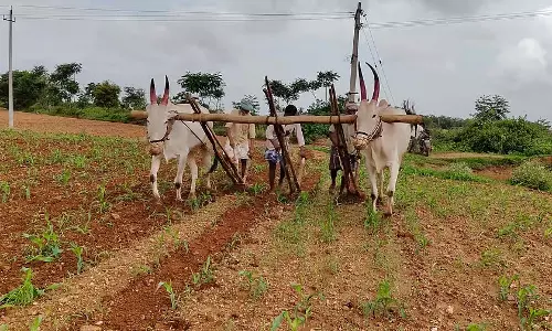 Karnataka : हावेरी जिले में 74.43% मानसून की बुवाई Karnataka : हावेरी जिले में 74.43% मानसून की बुवाई