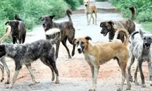 Bareilly: आवारा कुत्तों का आतंक, सुभाषनगर में बच्चे पर हमला Bareilly: आवारा कुत्तों का आतंक, सुभाषनगर में बच्चे पर हमला