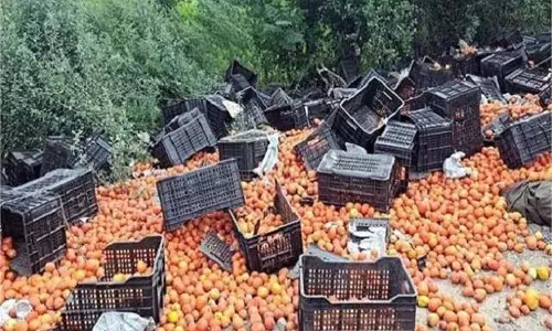 Punjab : हाईवे पर टमाटर से भरा ट्रक पलटा, लाखों रुपये का नुकसान Punjab : हाईवे पर टमाटर से भरा ट्रक पलटा, लाखों रुपये का नुकसान