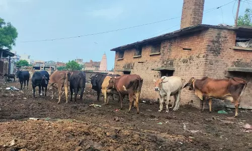 चार साल बाद भी अंबाला सदर से डेयरियों को स्थानांतरित करने की परियोजना अधर में लटकी चार साल बाद भी अंबाला सदर से डेयरियों को स्थानांतरित करने की परियोजना अधर में लटकी