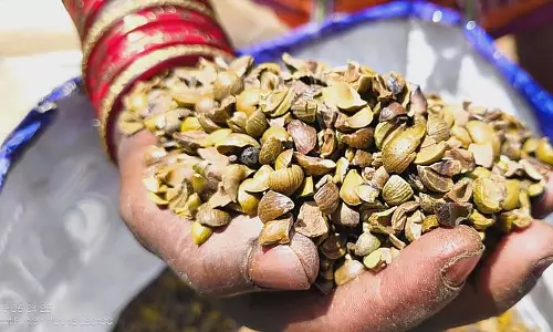 ‘हरित शक्ति’ के साथ, Odisha में महिलाओं ने वन-आधारित अर्थव्यवस्था पर नियंत्रण किया