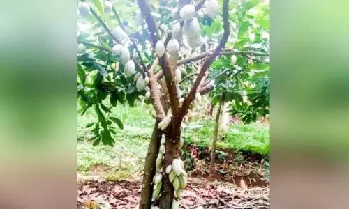 बीमारी का प्रकोप; कोको किसान संकट में