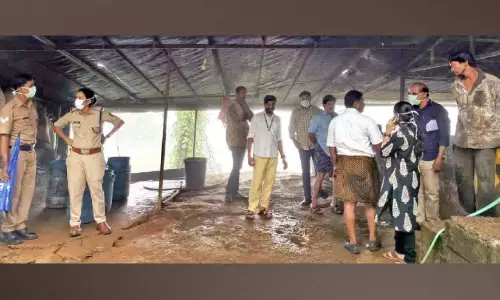 महामारी की रोकथाम; अवैध सुअर फार्म बंद महामारी की रोकथाम; अवैध सुअर फार्म बंद