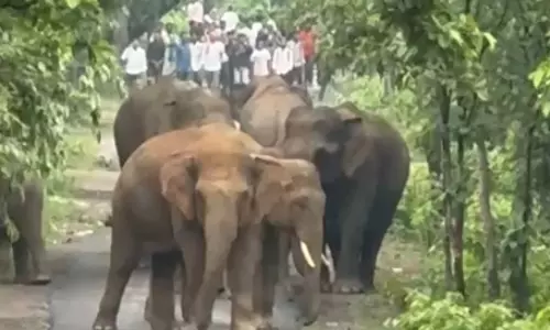 हाथियों ने आवाजाही ठप किया, घंटों तक रास्ता जाम रहा