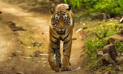 Pogila village के निवासियों ने बाघ के खतरे के बीच पुनर्वास योजना का विरोध किया