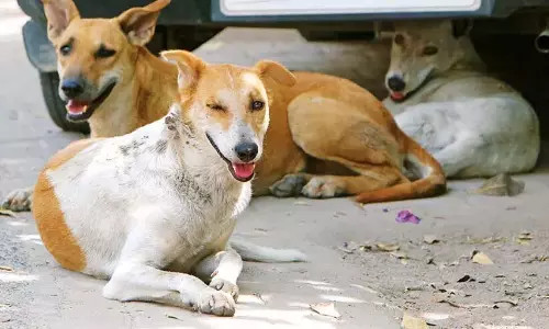 Kerala  : गली के कुत्ते पर हमला, पार्षद समेत चार लोग गिरफ्तार