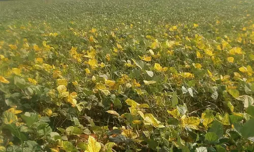 Rain : नाम की फसल मुरझा रही है