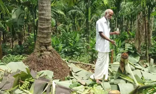 जंगली जानवरों का उत्पीड़न गंभीर; पहाड़ी क्षेत्र में नींद हराम