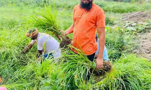 Punjab के किसान ने बाजरे की खेती को कृषि व्यवसाय में बदला