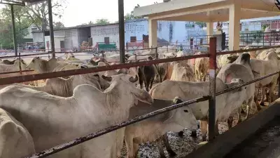Jaipur: पशुपालन सेवाओं को मिला नया विस्तार, सरकार ने किए 208 पद सृजित Jaipur: पशुपालन सेवाओं को मिला नया विस्तार, सरकार ने किए 208 पद सृजित