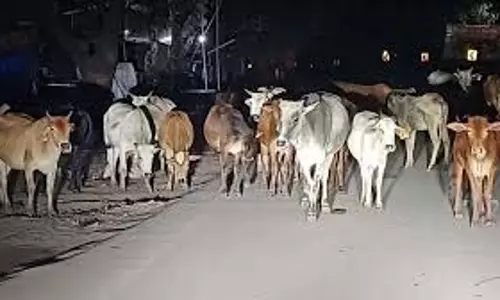 Odisha : वाहन ने मवेशियों के झुंड को टक्कर मारी, 13 पशुओं की मौत