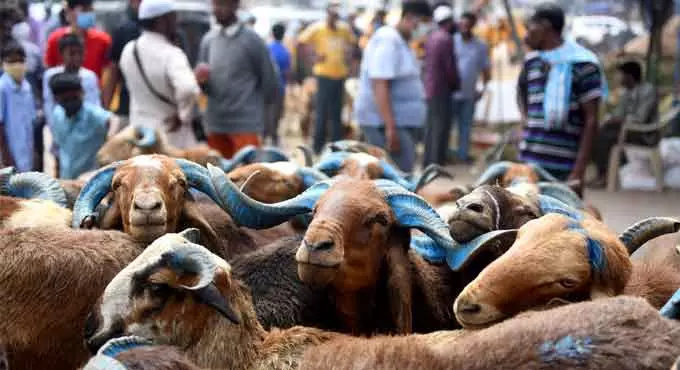Hyderabad: चरवाहा समुदाय का अनोखा प्रदर्शन, भेड़ों के साथ पहुंचा गांधी भवन Hyderabad: चरवाहा समुदाय का अनोखा प्रदर्शन, भेड़ों के साथ पहुंचा गांधी भवन