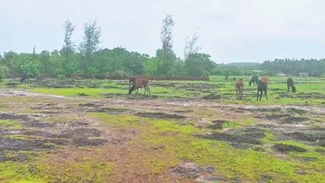 राज्य के पहले अप्सराकोंडा-मुगली सागर अभयारण्य में लैटेराइट ईंट खनन बंद होने की संभावना राज्य के पहले अप्सराकोंडा-मुगली सागर अभयारण्य में लैटेराइट ईंट खनन बंद होने की संभावना