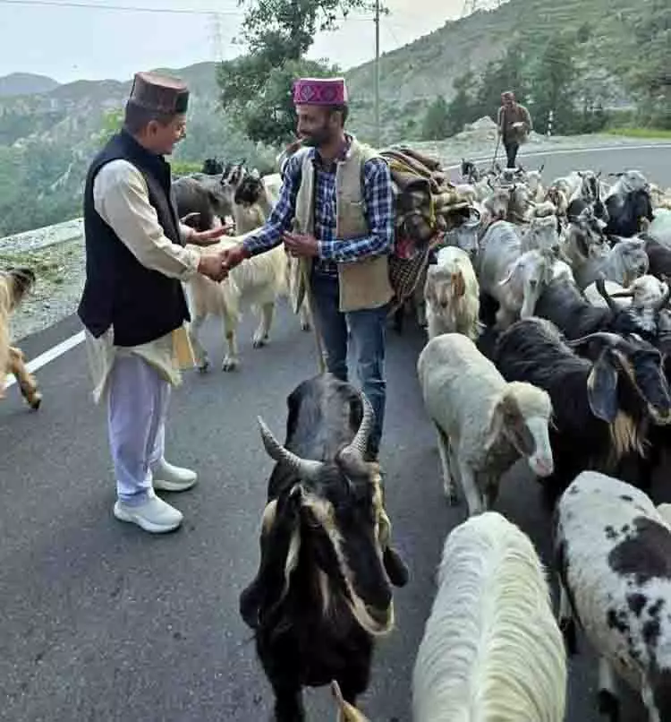 चरवाहों को चराई परमिट जारी नहीं, कांगड़ा, Chamba में भेड़ पालन में गिरावट चरवाहों को चराई परमिट जारी नहीं, कांगड़ा, Chamba में भेड़ पालन में गिरावट