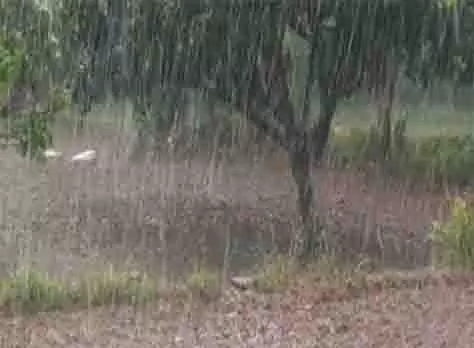 चंथल गांव में बारिश से किसानों में धान की फसल की वृद्धि की उम्मीद जगी चंथल गांव में बारिश से किसानों में धान की फसल की वृद्धि की उम्मीद जगी