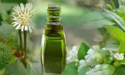Bhringraj oil:बालों के लिए रामबाण है भृंगराज तेल, जानें इसके फायदे Bhringraj oil:बालों के लिए रामबाण है भृंगराज तेल, जानें इसके फायदे