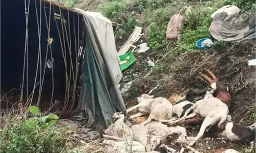 Sehore: पिकअप खाई में गिरी, 16 बकरियों की मौत
