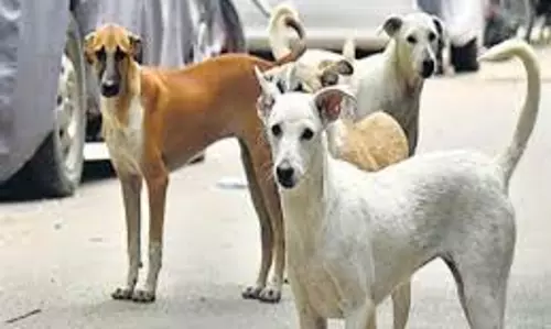 Bihar : आवारा कुत्तों के झुंड ने मासूम बच्चे पर किया हमला, मौत Bihar : आवारा कुत्तों के झुंड ने मासूम बच्चे पर किया हमला, मौत