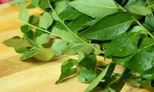 Health: रोज सुबह खाली पेट खाएं ये पत्ता, बदल जाएगी आपकी सेहत Health: रोज सुबह खाली पेट खाएं ये पत्ता, बदल जाएगी आपकी सेहत