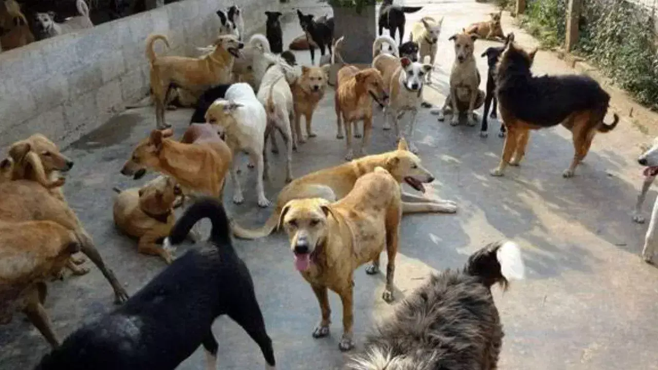 Bareilly: आवारा कुत्तों का आतंक, सुभाषनगर में बच्चा बुरी तरह घायल