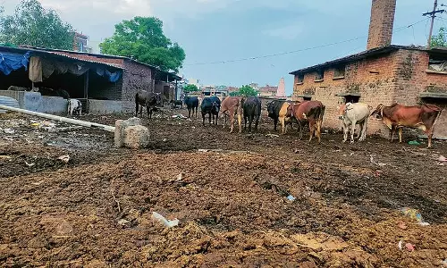 Ambala की डेयरी स्थानांतरण परियोजना 21 साल बाद भी कागजों पर अटकी हुई