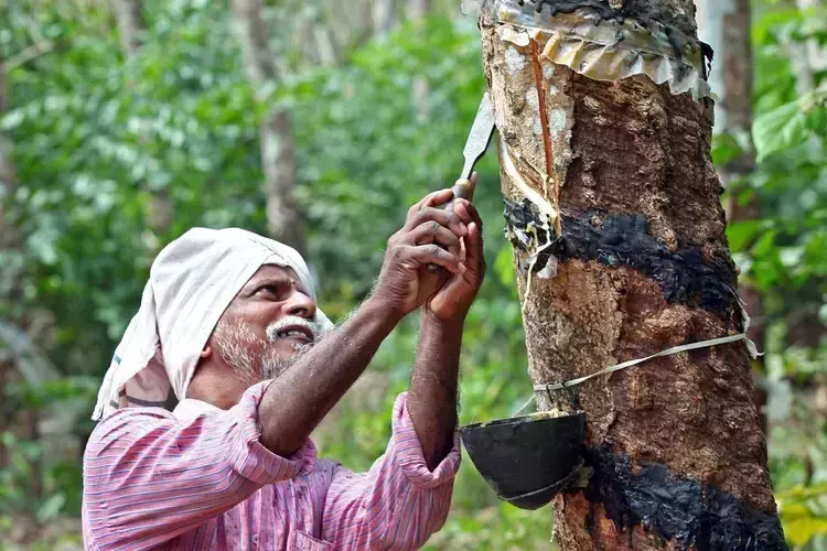 Kerala :  घरेलू उत्पादन में वृद्धि के बीच रबर के बढ़ते आयात से भारतीय किसानों को खतरा