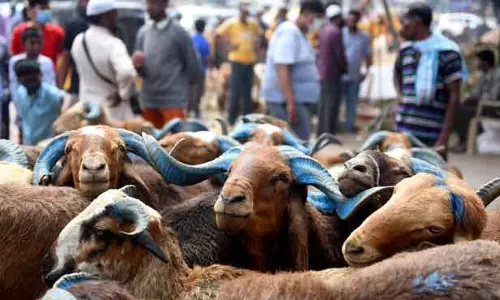 Hyderabad: चरवाहा समुदाय का अनोखा प्रदर्शन, भेड़ों के साथ पहुंचा गांधी भवन Hyderabad: चरवाहा समुदाय का अनोखा प्रदर्शन, भेड़ों के साथ पहुंचा गांधी भवन
