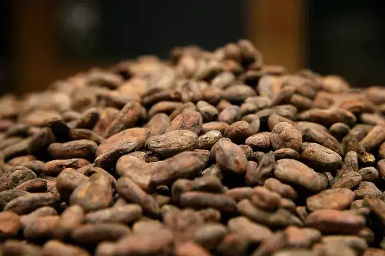 Kerala कृषि विश्वविद्यालय ने मधुमेह के अनुकूल कोको स्नैक्स विकसित किया Kerala कृषि विश्वविद्यालय ने मधुमेह के अनुकूल कोको स्नैक्स विकसित किया