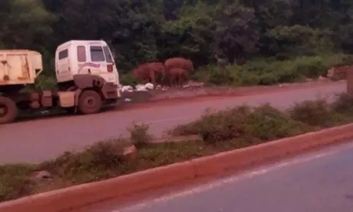Keonjhar:  हाथियों के आंदोलन से यातायात ठप्प