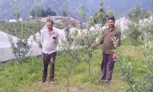 आशा की फसल, Kiri village में सेब के बाग लगाने की पहल ने जड़ें जमा लीं आशा की फसल, Kiri village में सेब के बाग लगाने की पहल ने जड़ें जमा लीं