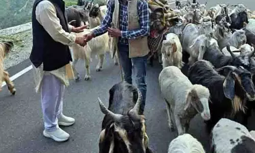 चरवाहों को चराई परमिट जारी नहीं, कांगड़ा, Chamba में भेड़ पालन में गिरावट