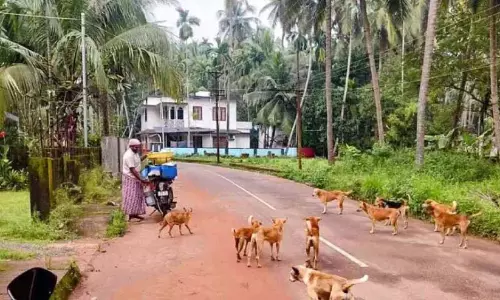 Kerala : माहे सड़क के कुत्ते के जाल में फंस गई Kerala : माहे सड़क के कुत्ते के जाल में फंस गई