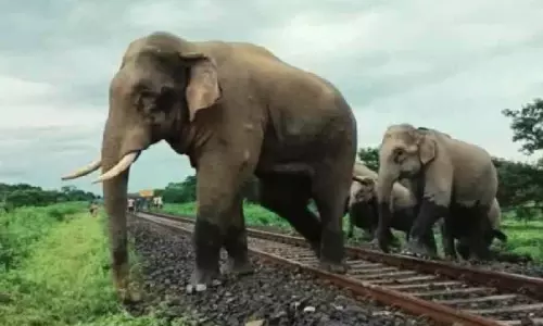 Bengal: चाय बागान में हाथी ने मचाया हड़कंप Bengal: चाय बागान में हाथी ने मचाया हड़कंप