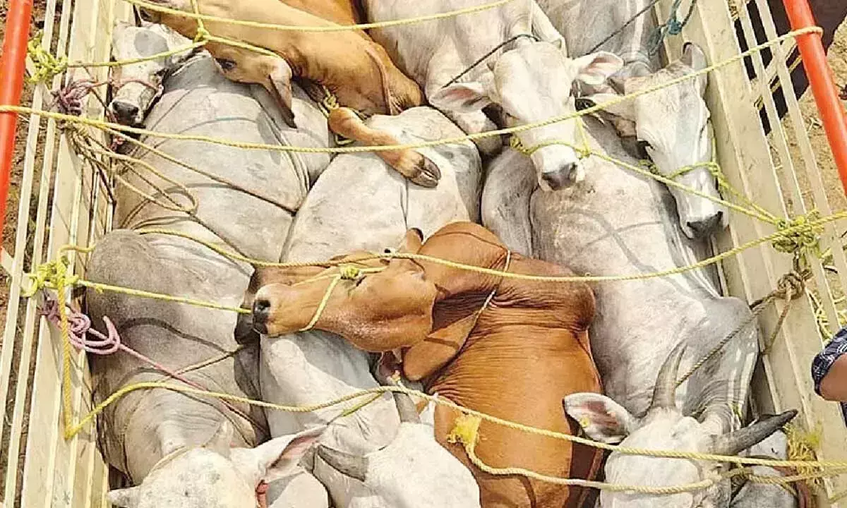 Telangana: पुलिस और कल्याण संगठनों ने 2,000 मवेशियों को मुक्त कराने में मदद की