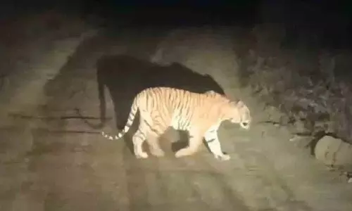 बोथा मंडल में घूमता एक बड़ा बाघ