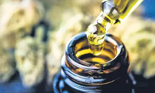 तस्करों का ध्यान हैश ऑयल पर तस्करों का ध्यान हैश ऑयल पर