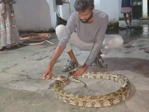 बेडरूम में 9 फीट लंबा अजगर था, तो किचन में कोबरा सांप बेडरूम में 9 फीट लंबा अजगर था, तो किचन में कोबरा सांप