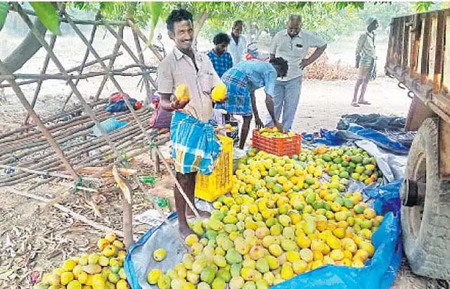 सरकार ने आमों के लिए प्रोत्साहन मांगने का फैसला किया: मंत्री और अधिकारी आज दिल्ली आएंगे सरकार ने आमों के लिए प्रोत्साहन मांगने का फैसला किया: मंत्री और अधिकारी आज दिल्ली आएंगे