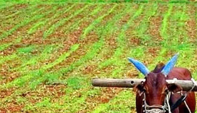 खेती करने में पिछड़े बिलासपुर के किसान खेती करने में पिछड़े बिलासपुर के किसान