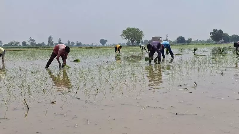 Haryana : फसल विविधीकरण को बढ़ावा देने के लिए जिला-विशिष्ट लक्ष्यों में देरी Haryana : फसल विविधीकरण को बढ़ावा देने के लिए जिला-विशिष्ट लक्ष्यों में देरी