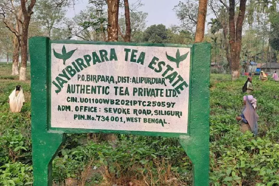 Bengal: अराजकता-अवैध गतिविधियों का आरोप लगाते हुए 450 श्रमिकों वाले बागान में काम बंद कर दिया Bengal: अराजकता-अवैध गतिविधियों का आरोप लगाते हुए 450 श्रमिकों वाले बागान में काम बंद कर दिया