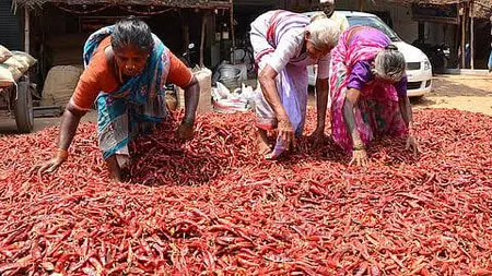 तमिलनाडु: रामनाथपुरम में मिर्च किसानों को बेमौसम बारिश से भारी नुकसान तमिलनाडु: रामनाथपुरम में मिर्च किसानों को बेमौसम बारिश से भारी नुकसान
